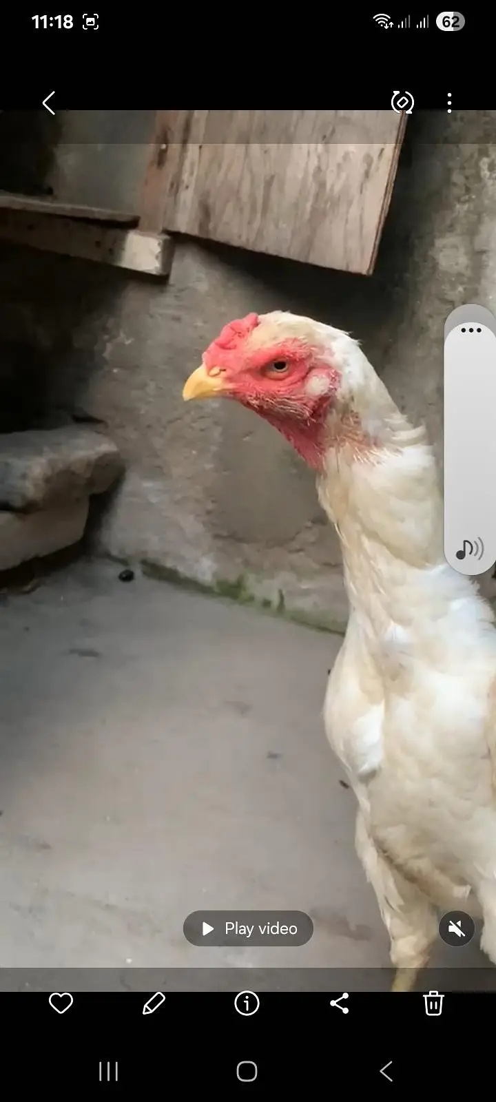 shamo breeder female — photo 9