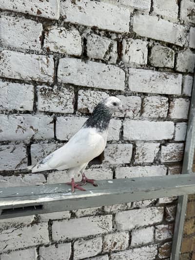 Pure chuha or sialkoti male breeder