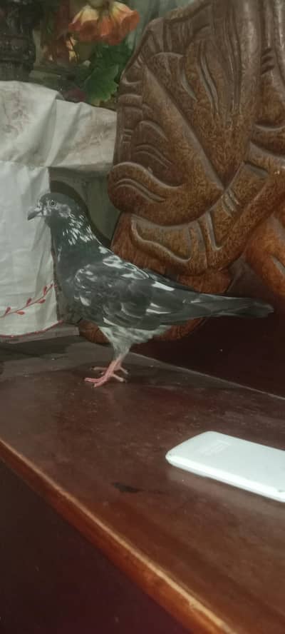 Female pigeon