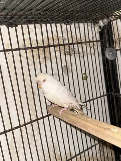Exhibition Red Eyes Albino Male