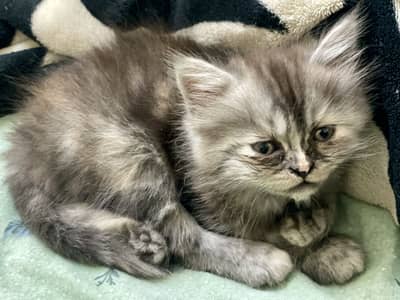 Black with origin shade Persian kitten