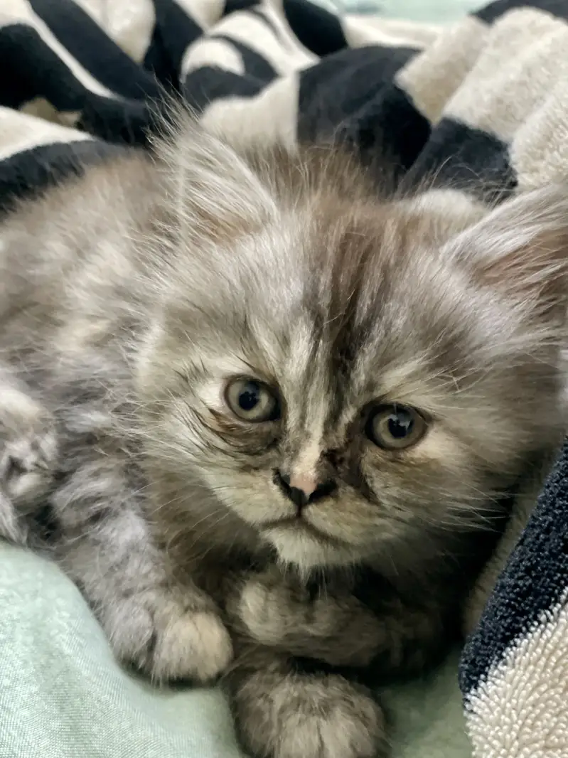Black with origin shade Persian kitten — photo 2