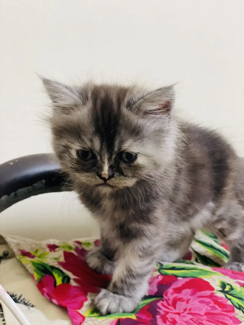 Black with origin shade Persian kitten — photo 3