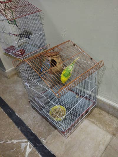 Australian parrots