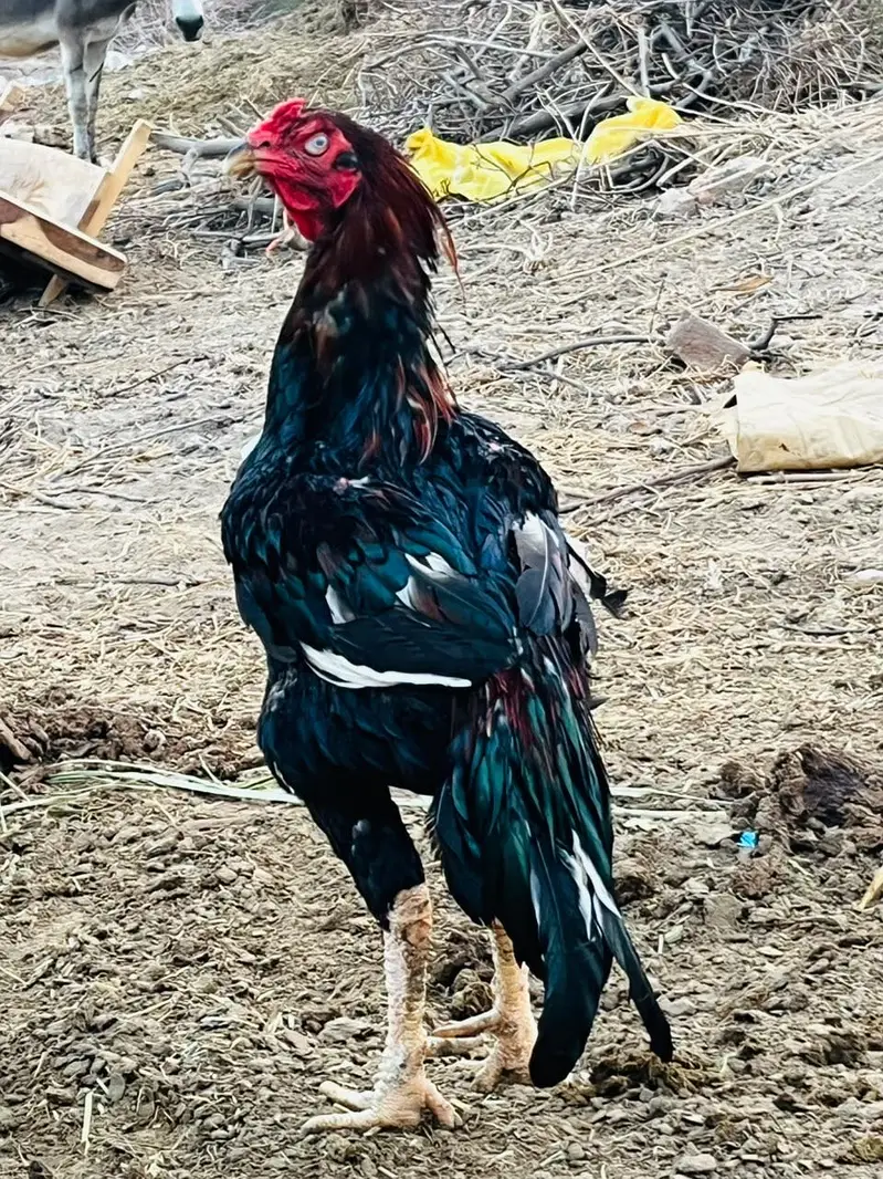 Aseel murga bcho ka liya best ha — photo 2
