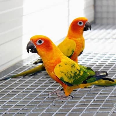 Sun conure