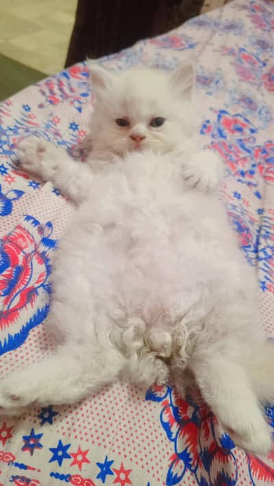 punch face male kitten