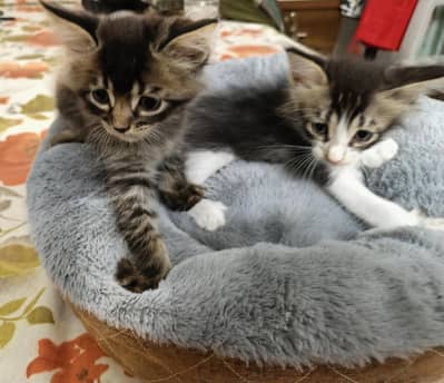 Persian kittens
