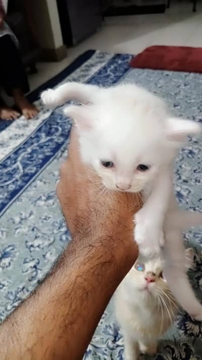 cute Persian blue eyes kitten for sale