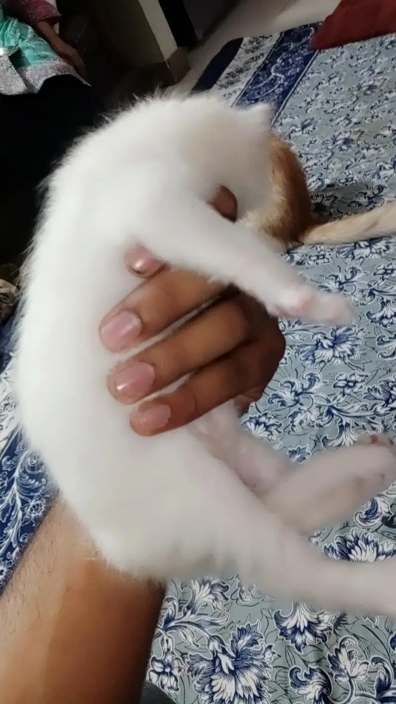 cute Persian blue eyes kitten for sale — photo 2