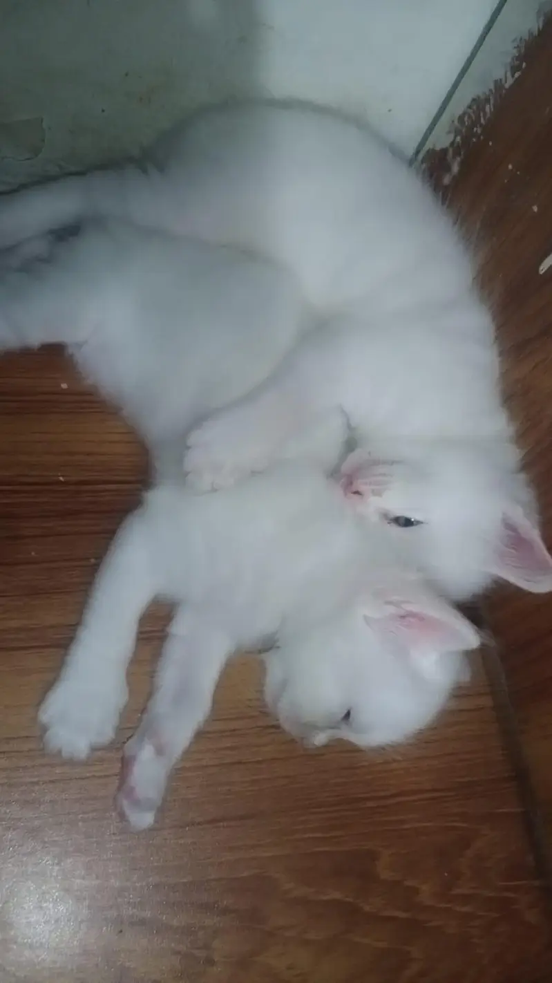 cute Persian blue eyes kitten for sale — photo 3