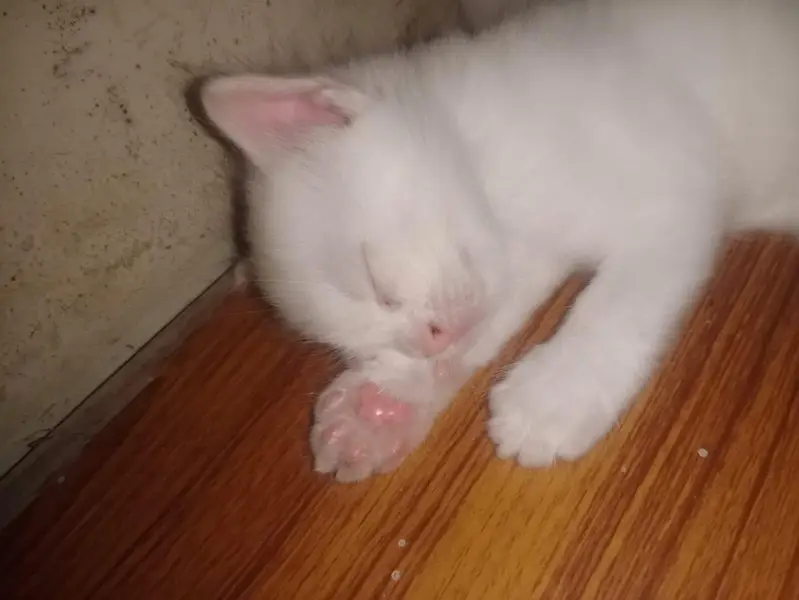 cute Persian blue eyes kitten for sale — photo 4