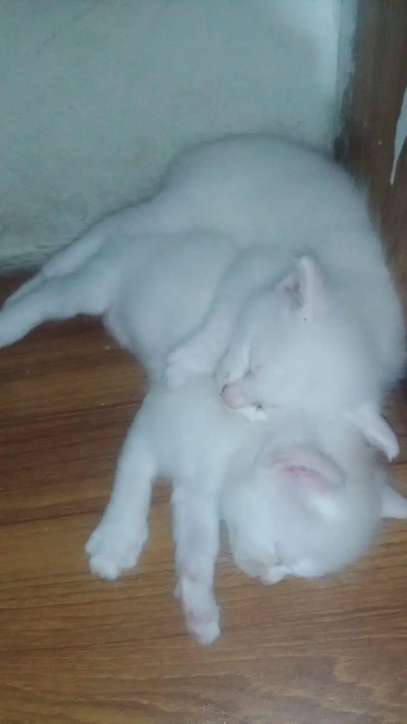 cute Persian blue eyes kitten for sale — photo 5
