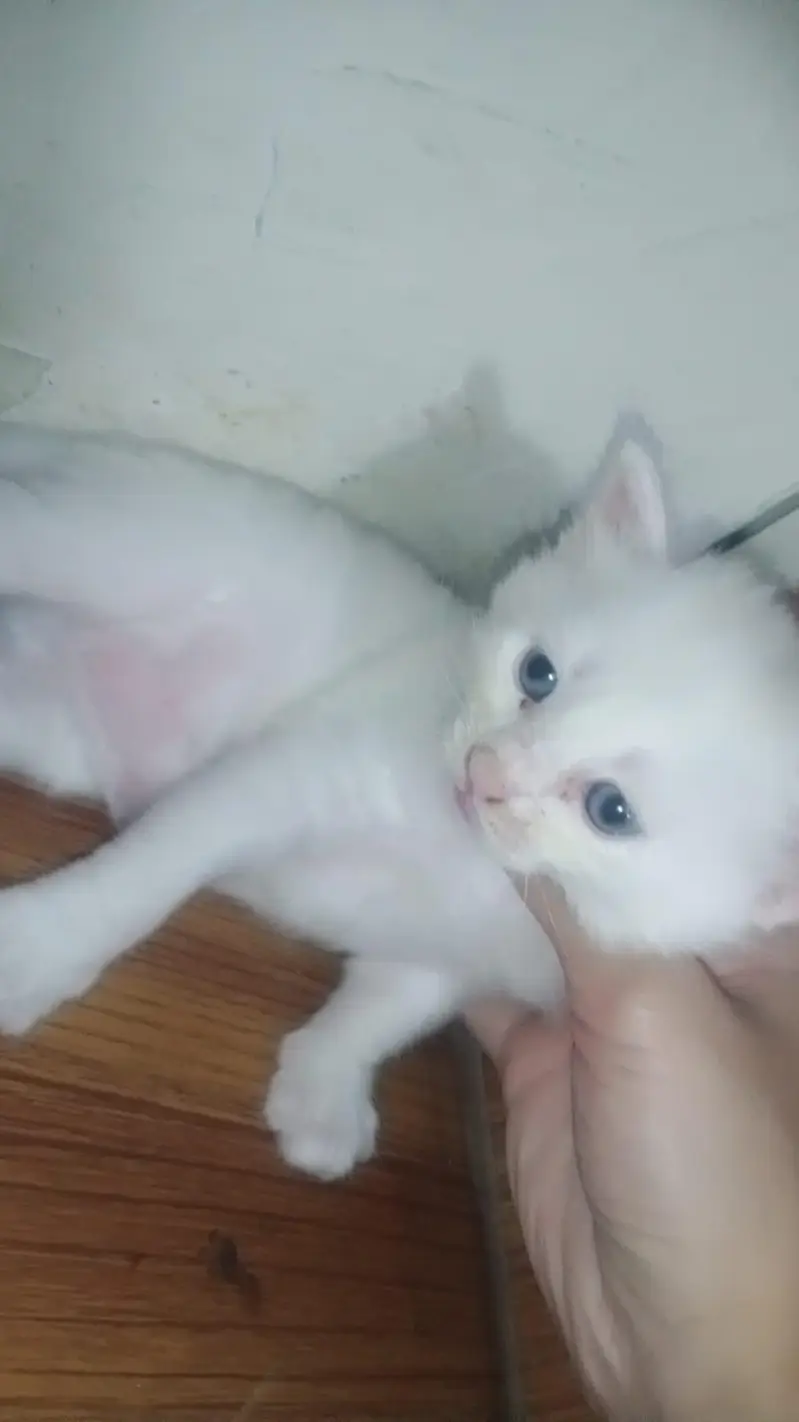 cute Persian blue eyes kitten for sale — photo 6