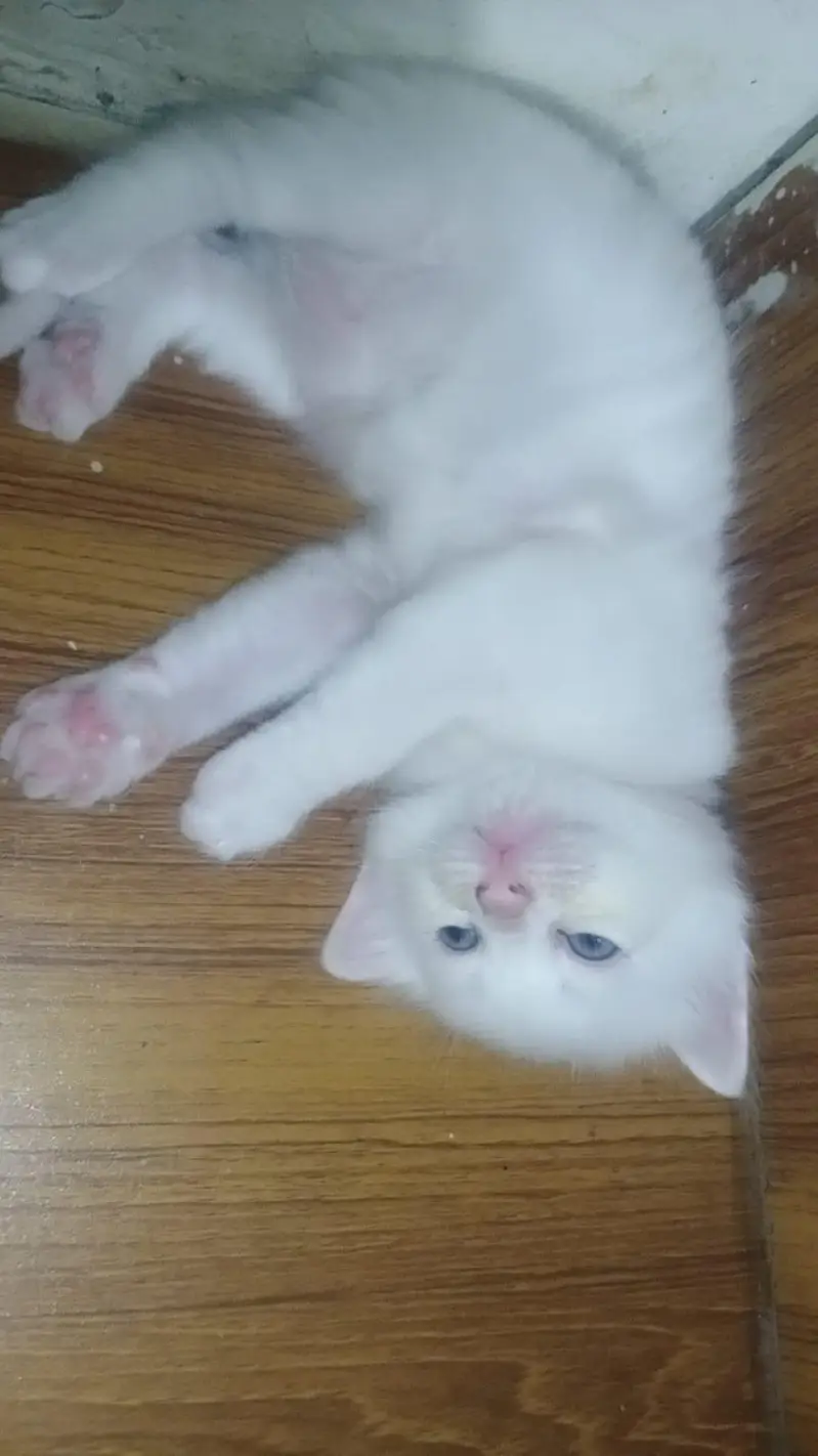 cute Persian blue eyes kitten for sale — photo 7