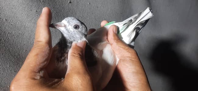 High flying pigeons for sale/kabuter for sale