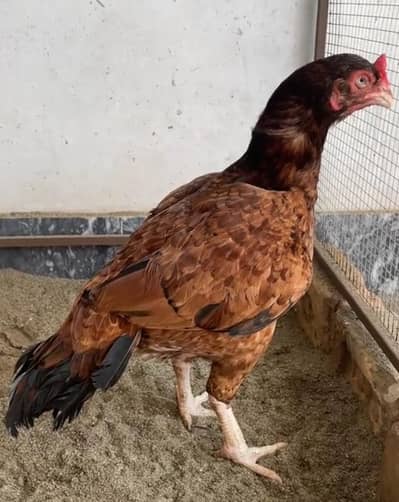 Aseel Murgi For Sale