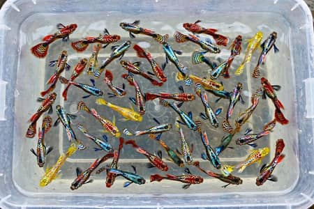 Mere ko fishes je fry's chaiye he only babies