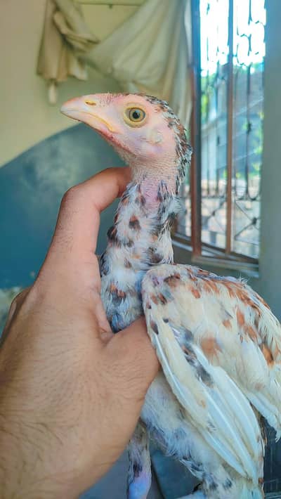 Aseel Chicks For Sale
