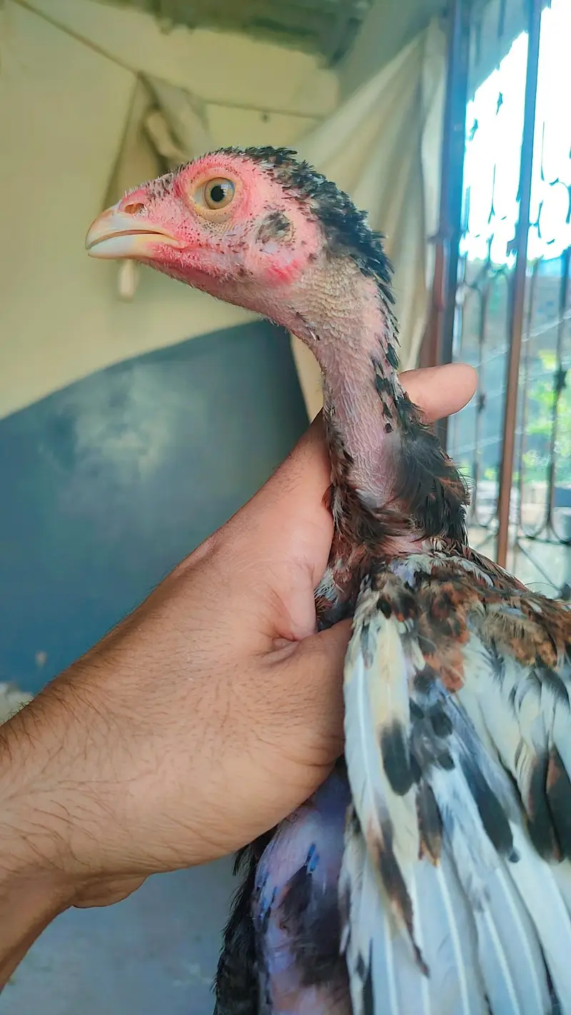 Aseel Chicks For Sale — photo 2