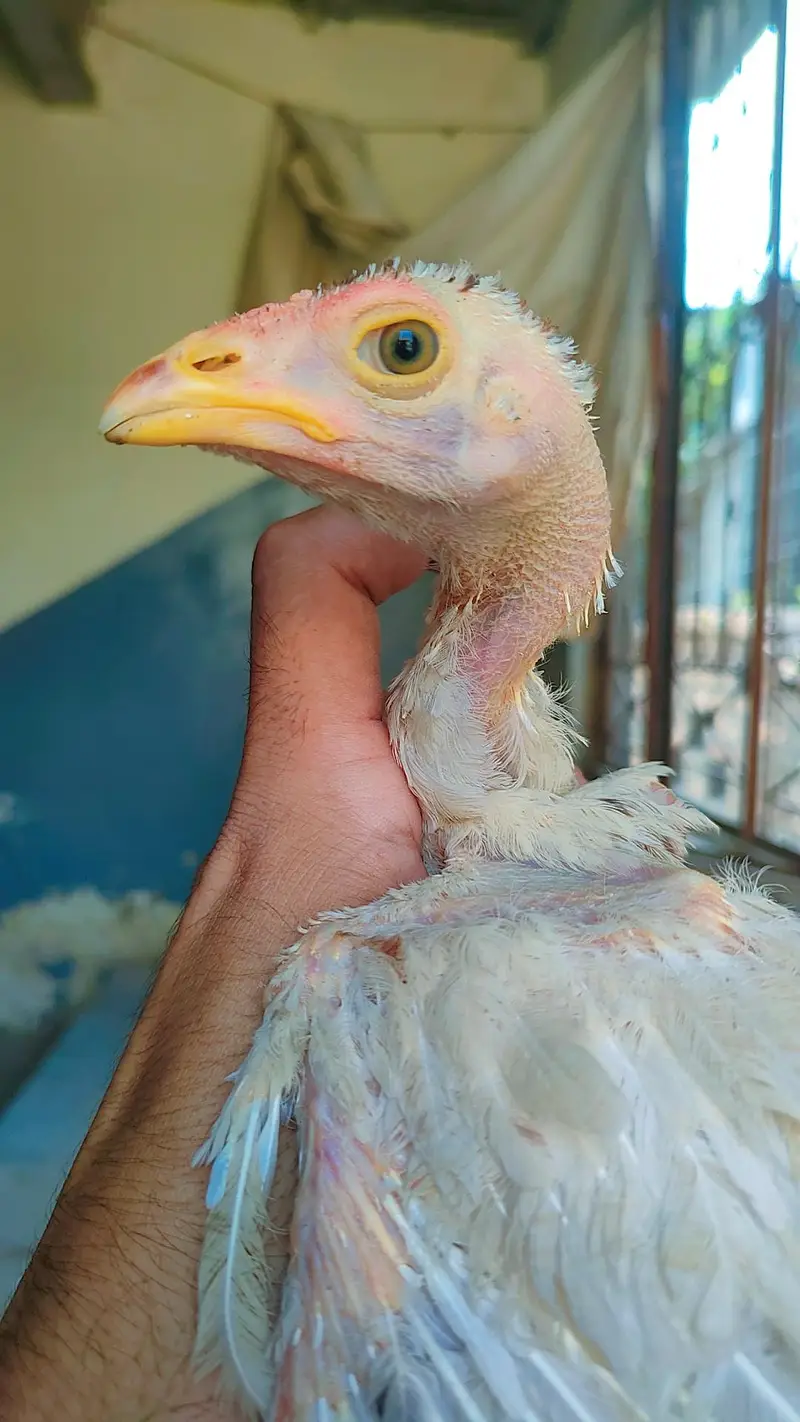 Aseel Chicks For Sale — photo 3