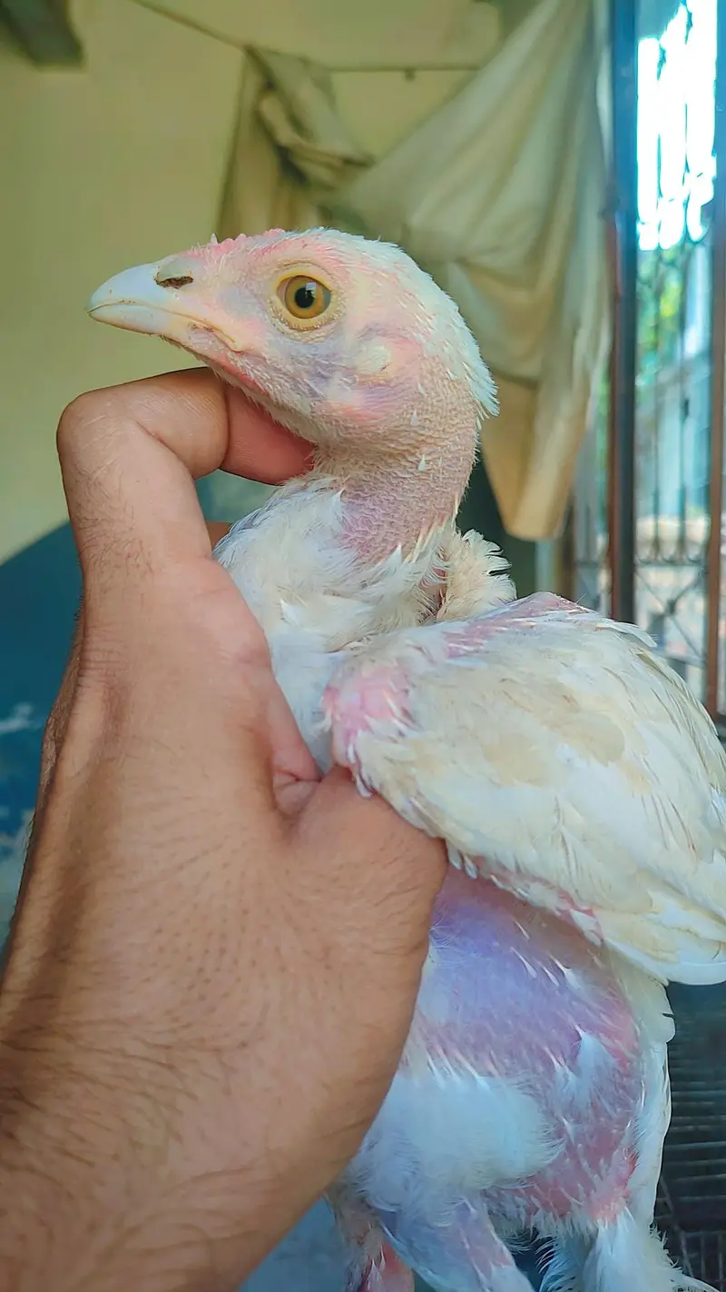 Aseel Chicks For Sale — photo 4
