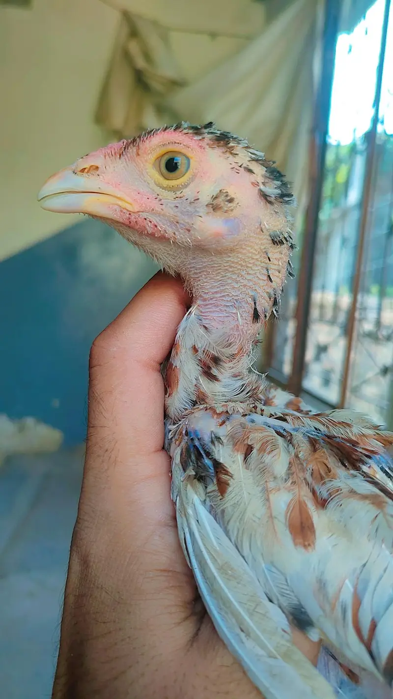 Aseel Chicks For Sale — photo 5