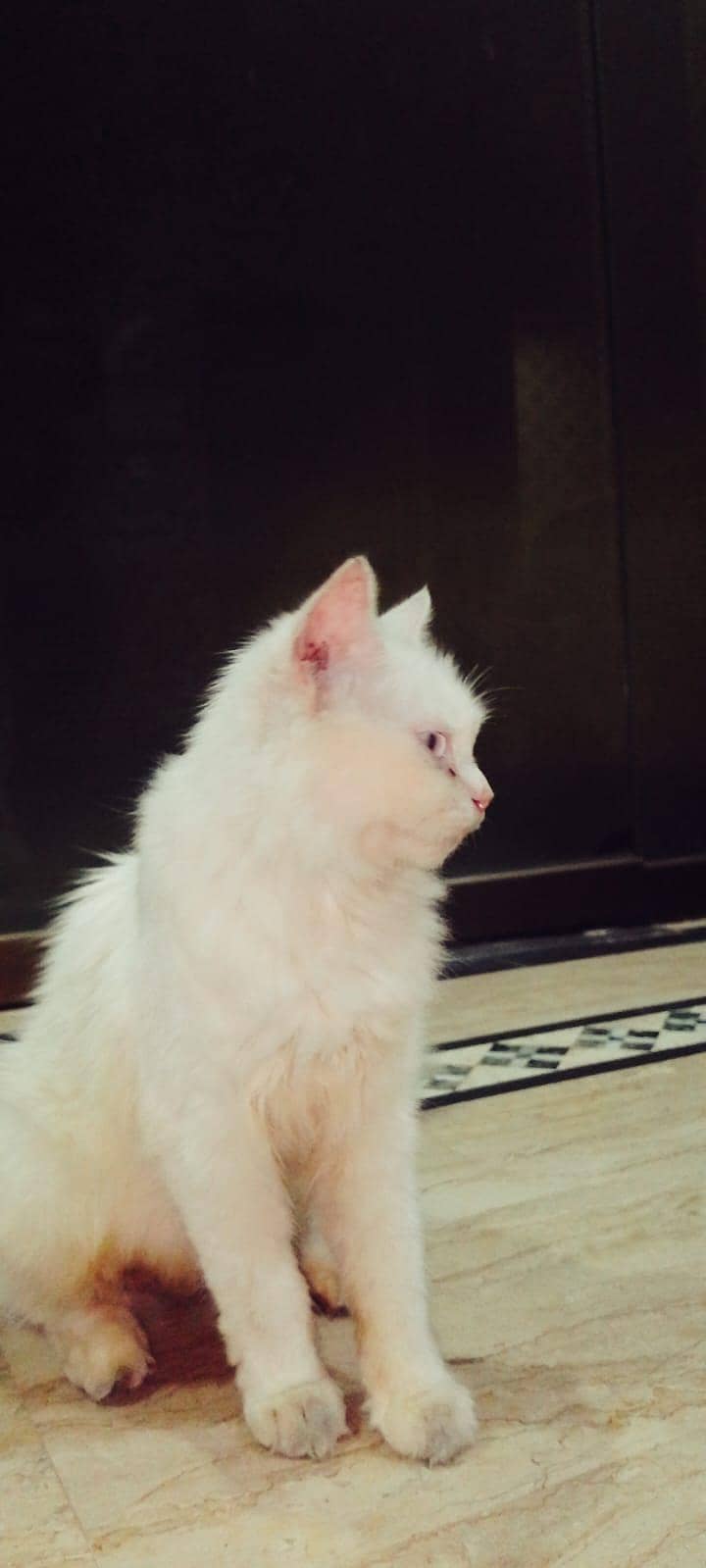Persian Cat Double Cot 0