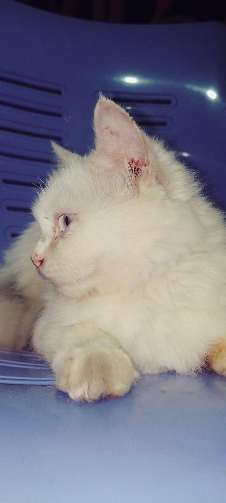 Persian Cat Double Cot 2