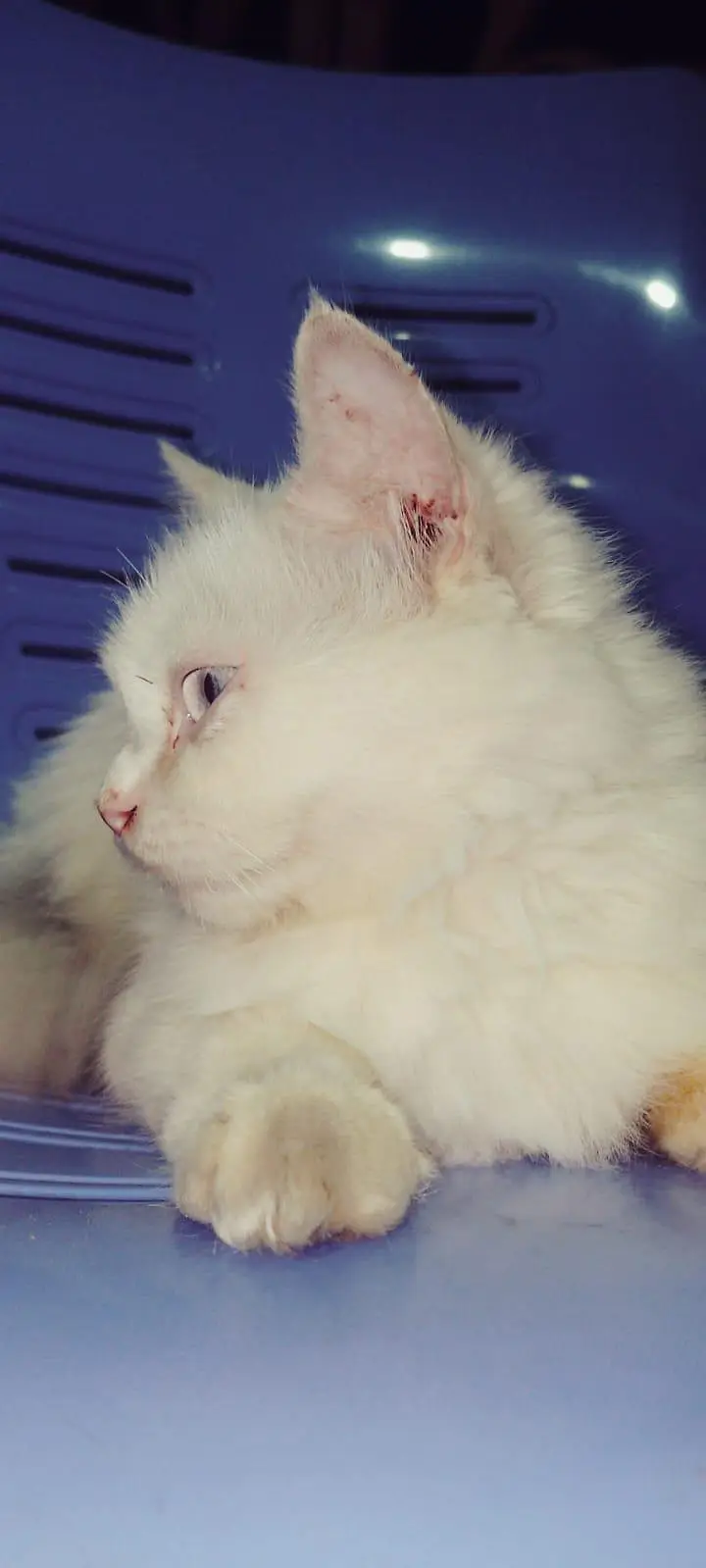 Persian Cat Double Cot — photo 3