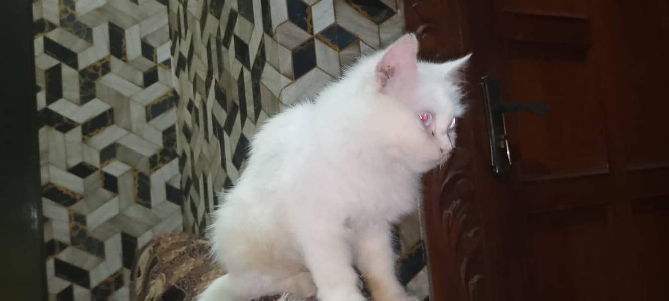 Persian Cat Double Cot 3