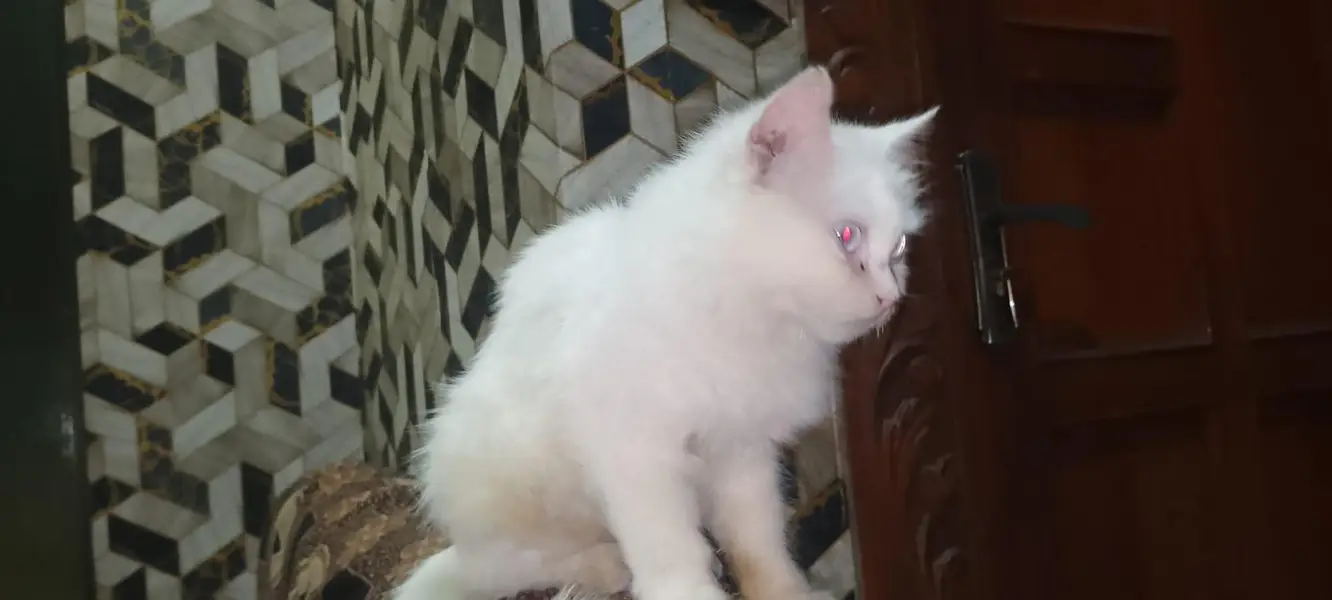 Persian Cat Double Cot — photo 4