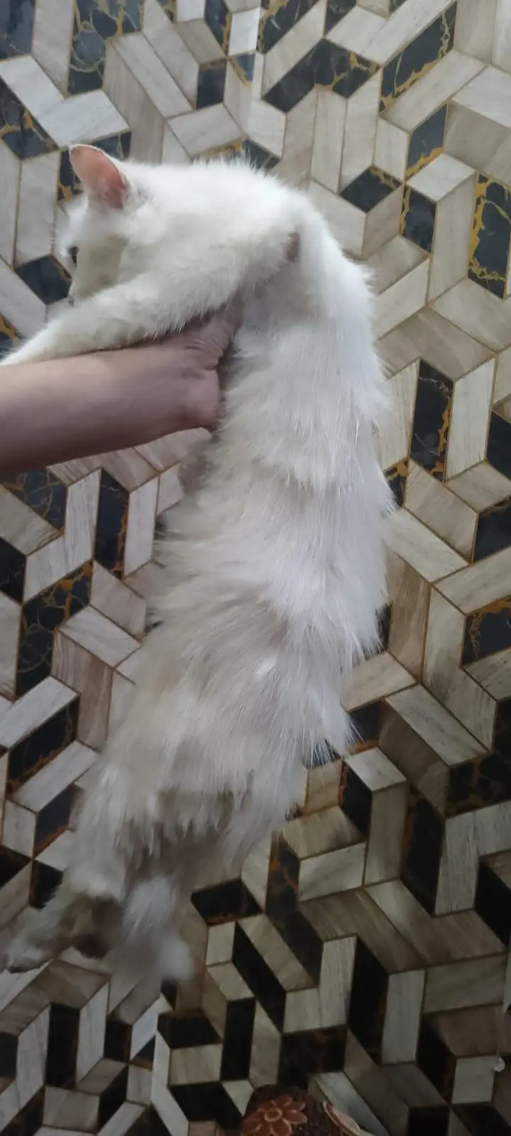 Persian Cat Double Cot — photo 5