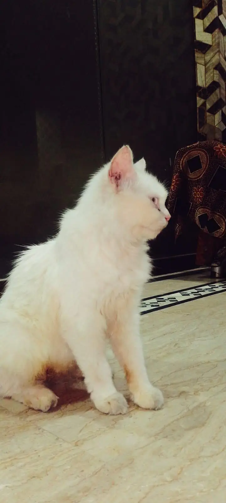 Persian Cat Double Cot — photo 6