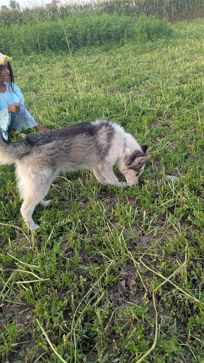 Siberian husky dog mail