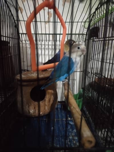 love birds Pair fisher Sath me pinjra b hai