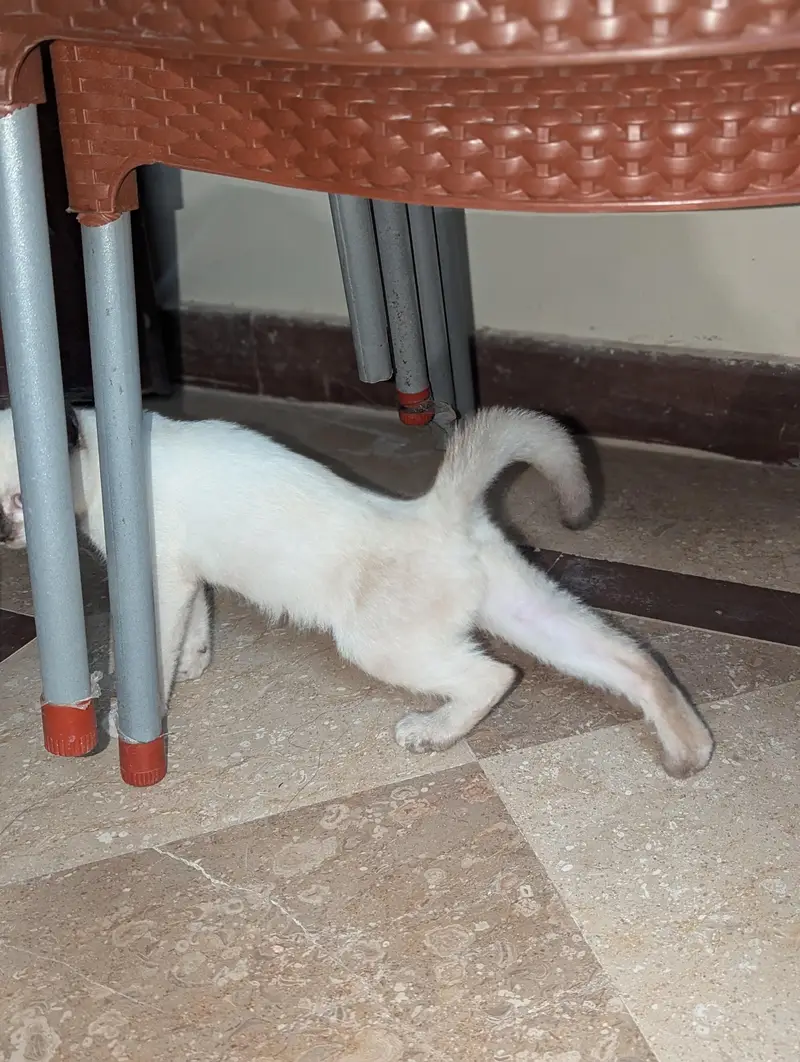 cros file — photo 3