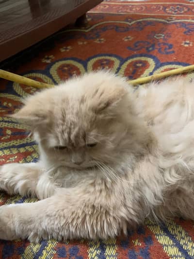 Persian Cat