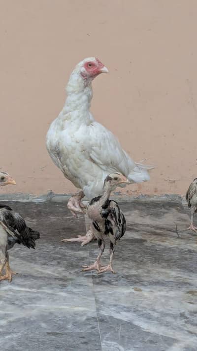 Best Quality Bird