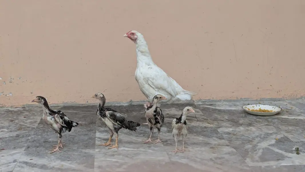 Best Quality Bird — photo 2