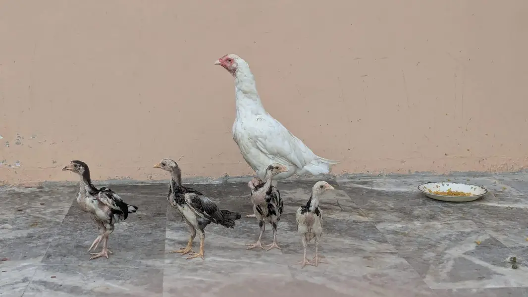 Best Quality Bird — photo 3