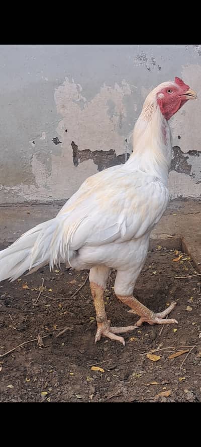 Heera male breeder high quality good height good weight band jor.