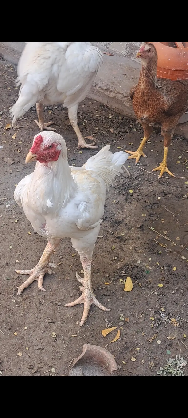 Heera male breeder high quality good height good weight band jor. — photo 2