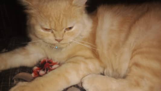 person cat
