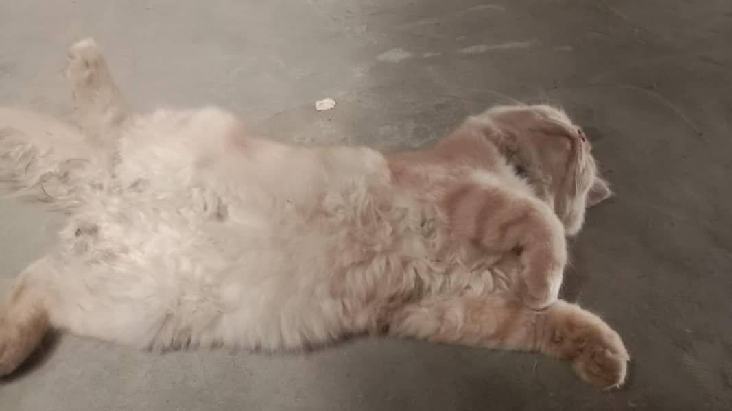 person cat 1