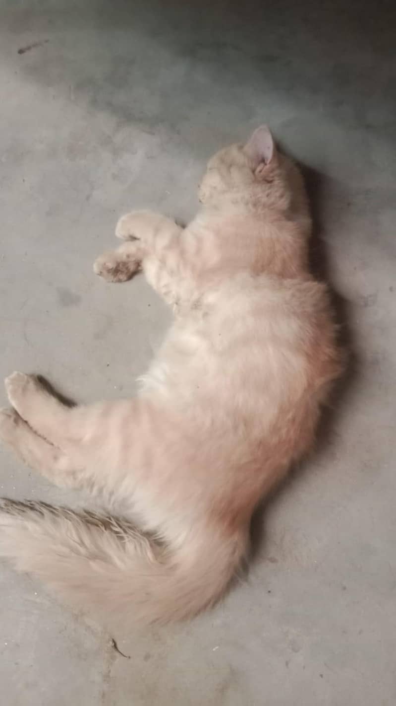 person cat 2