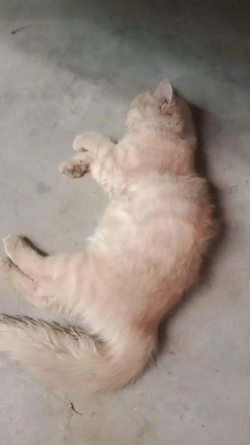 person cat — photo 3