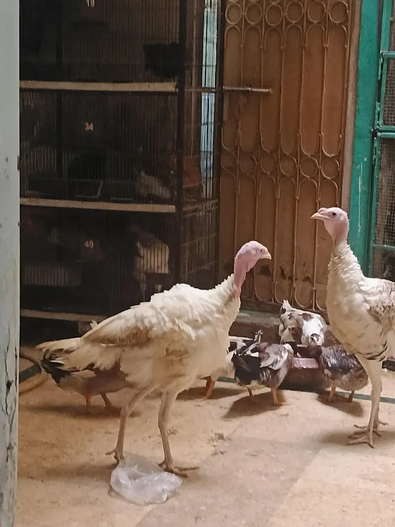 turkey — photo 3