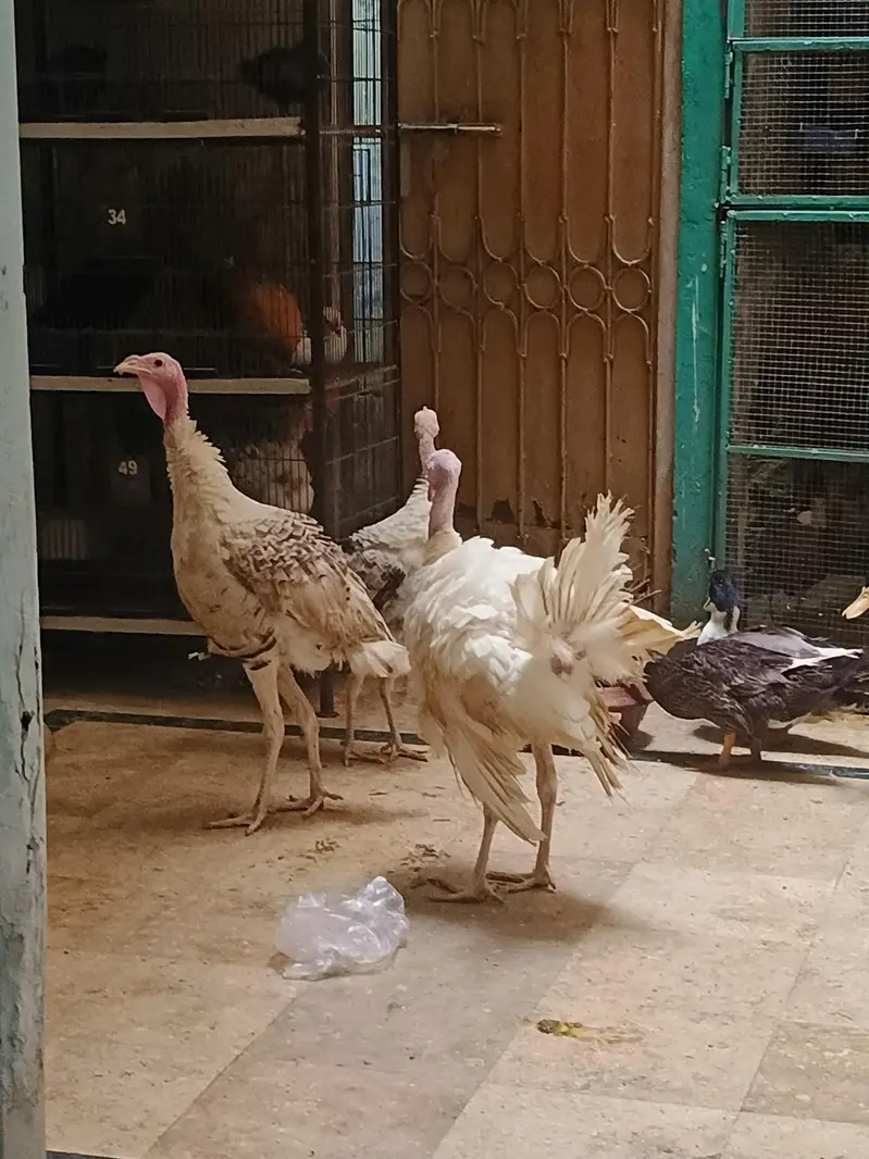 turkey — photo 6