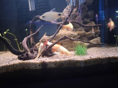 mascara barb albino shark and rozi barb